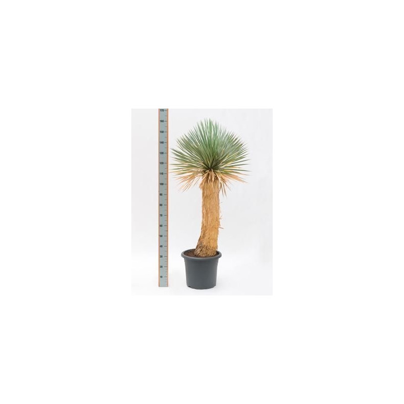 Ficus rostrata - tronc - 170 cm