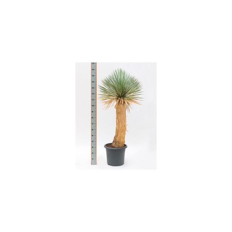 Ficus rostrata - tronc - 170 cm Ficus rostrata - tronc - 170 cm