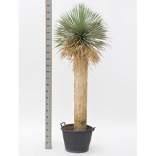 Yucca rostrata  -  tronc  -  190 cm