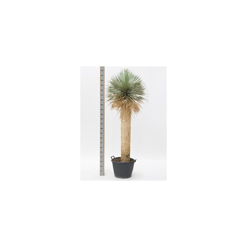 Yucca rostrata  -  tronc  -  190 cm