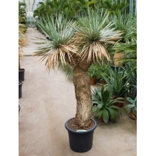 Yucca rostrata  -  tronc ramifié  -  165 cm