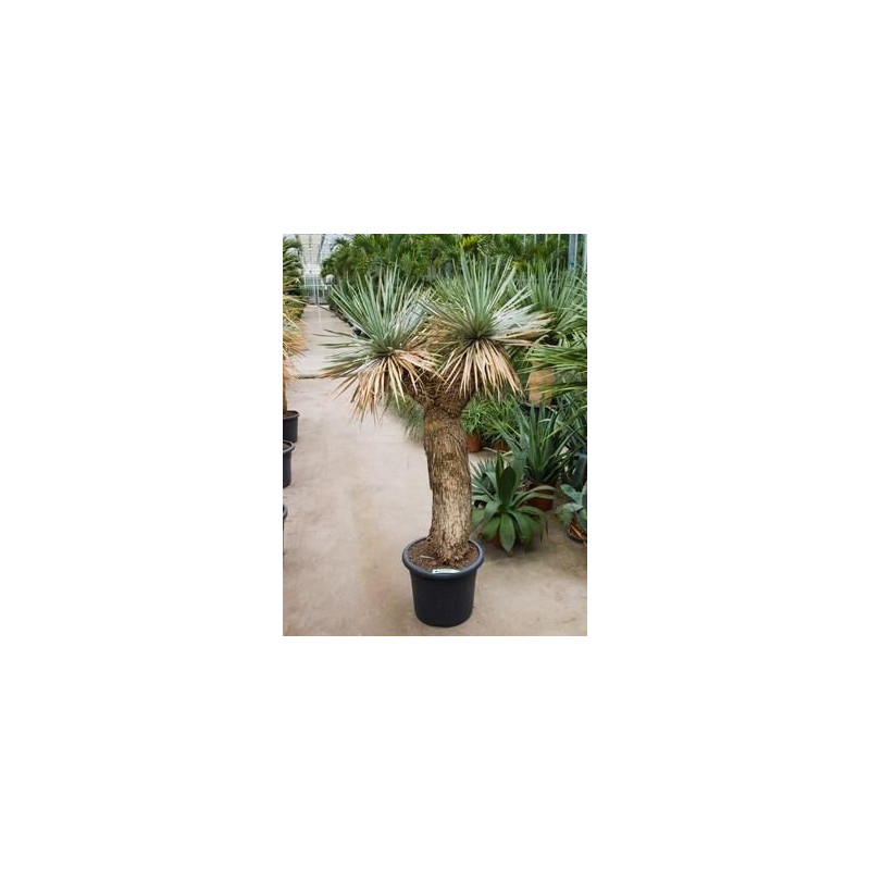 Yucca rostrata  -  tronc ramifié  -  165 cm