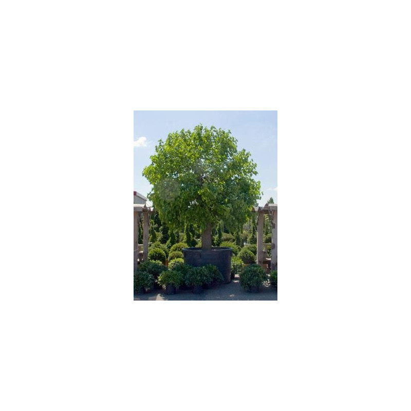 Murier blanc - morus alba Murier blanc - morus alba