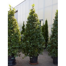 Laurier sauce - laurus nobilis pyramide - 240 cm