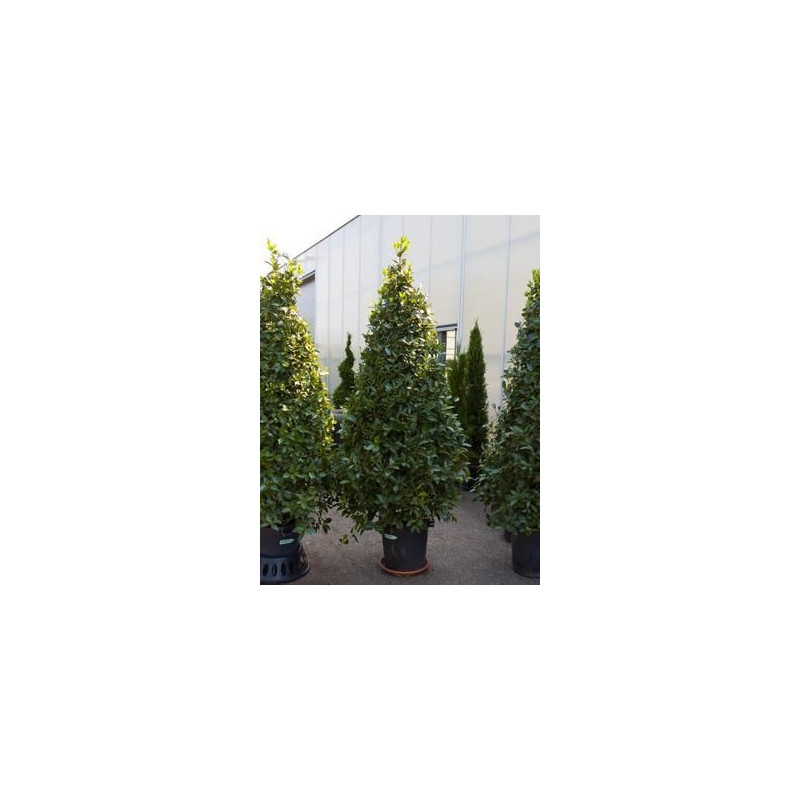 Laurier sauce - laurus nobilis pyramide - 240 cm Laurier sauce - laurus nobilis pyramide - 240 cm