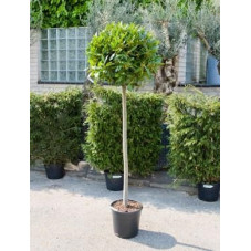 Laurier sauce boule - laurus nobilis  - 200 cm