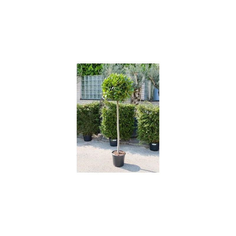 Laurier sauce boule - laurus nobilis - 200 cm Laurier sauce boule - laurus nobilis - 200 cm