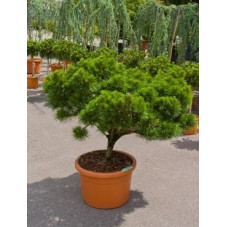 Pinus brepo