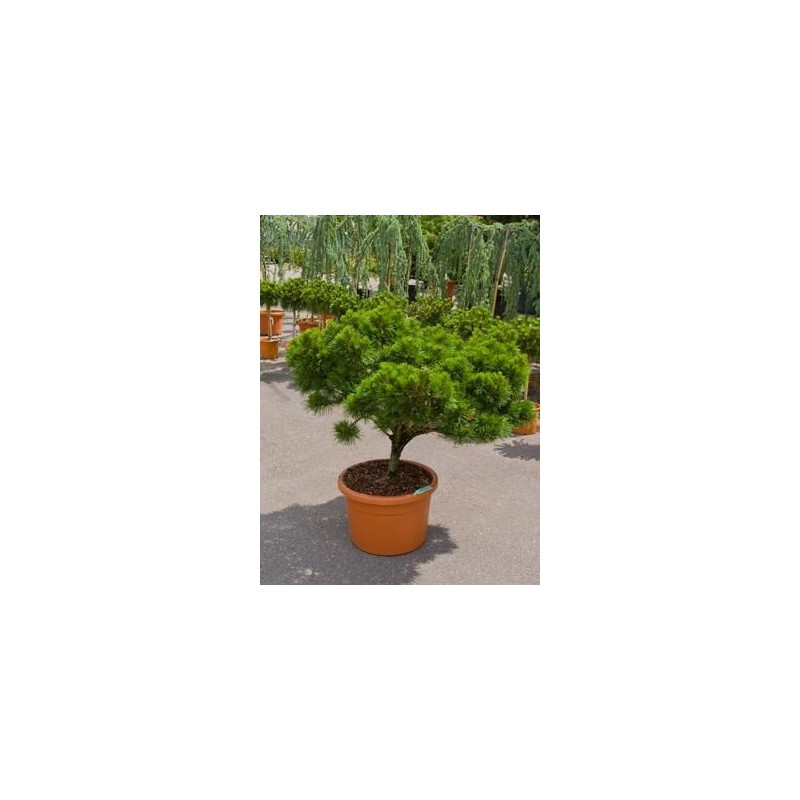Pinus brepo Pinus brepo