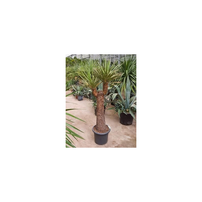 Yucca filifera  -  tronc - 160 cm