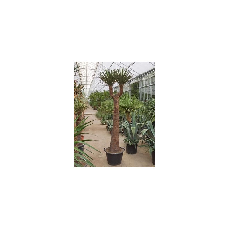 Yucca filifera  -  tronc - 220 cm