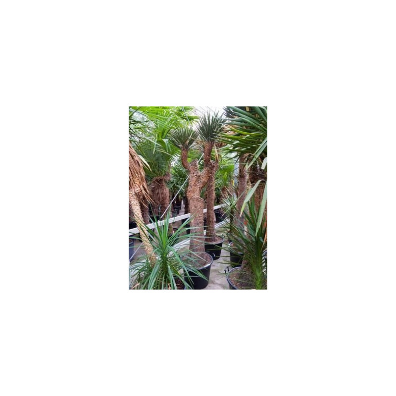 Yucca filifera  -  tronc - 250 cm