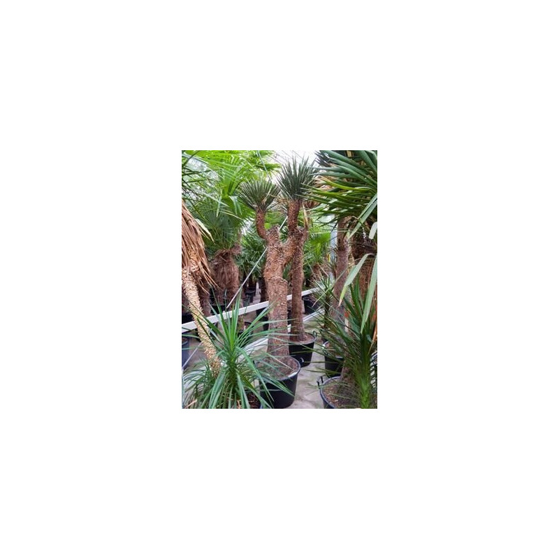 Yucca filifera - tronc - 250 cm Yucca filifera - tronc - 250 cm