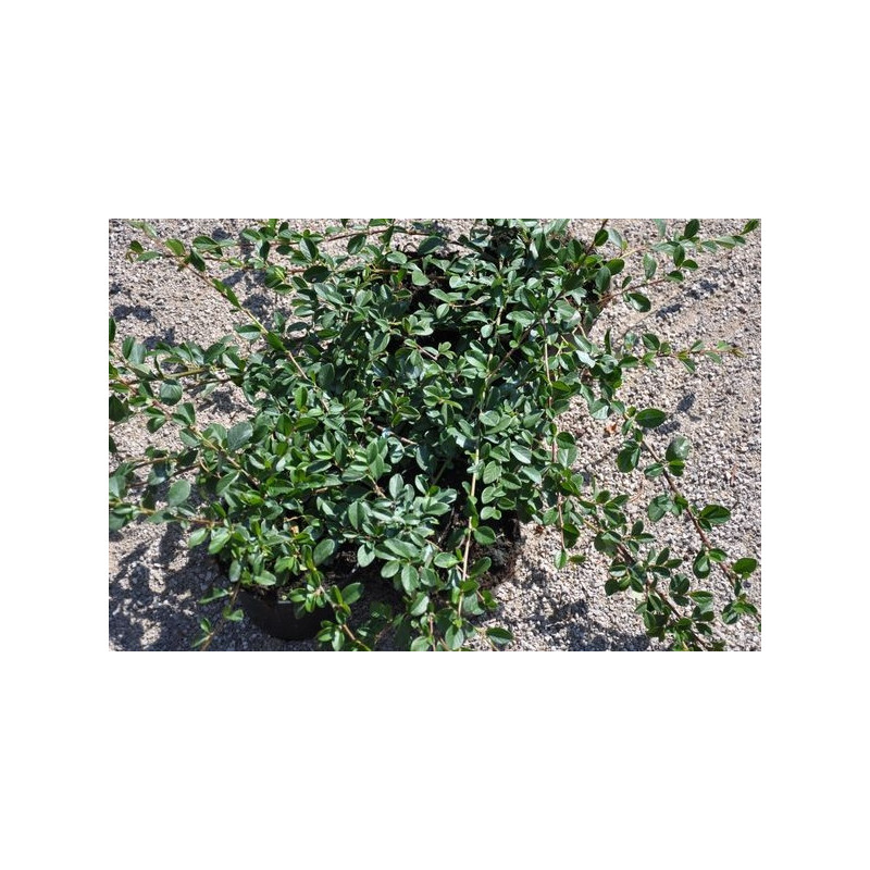 Cotoneaster Damneri Cotoneaster Damneri