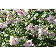 Lavatera hybrides