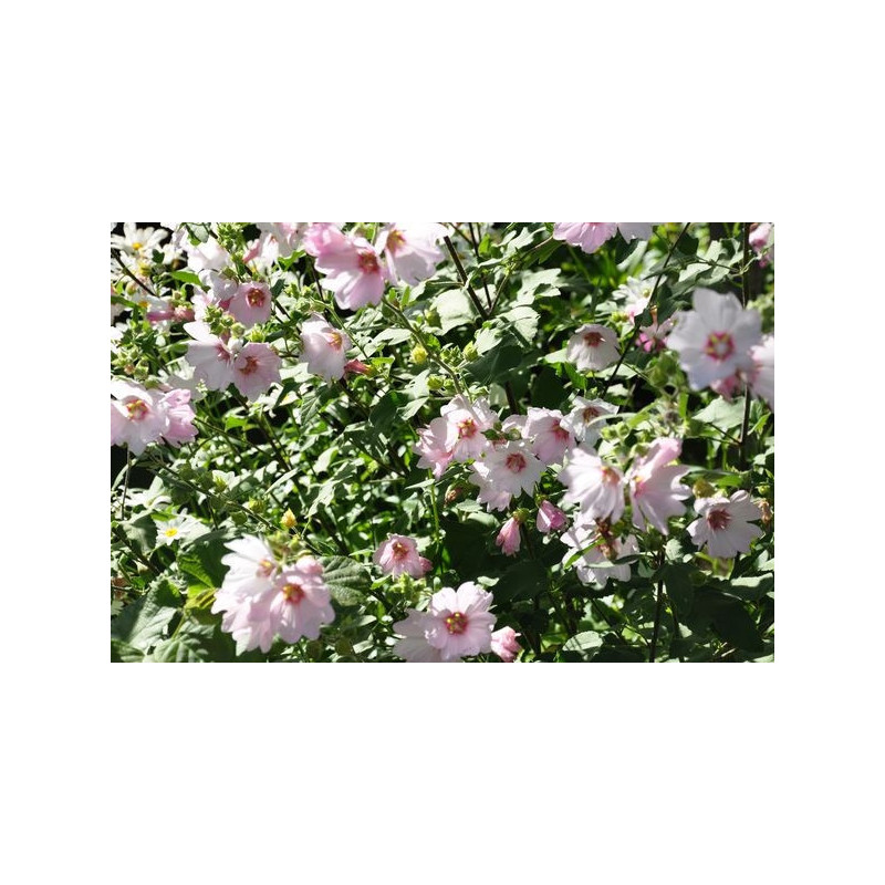 Lavatera hybrides