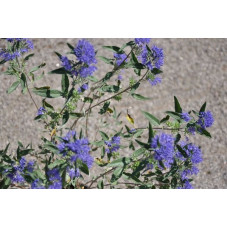 Caryopteris clandonensis heavenly blue