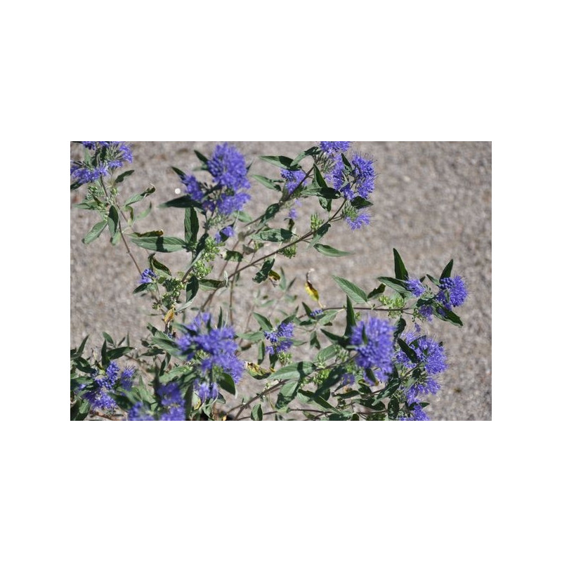 Caryopteris clandonensis heavenly blue