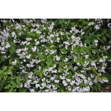 Deutzia "gracilis "