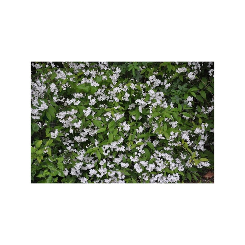 Deutzia "gracilis "