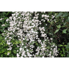 Spiraea  vanhouttei