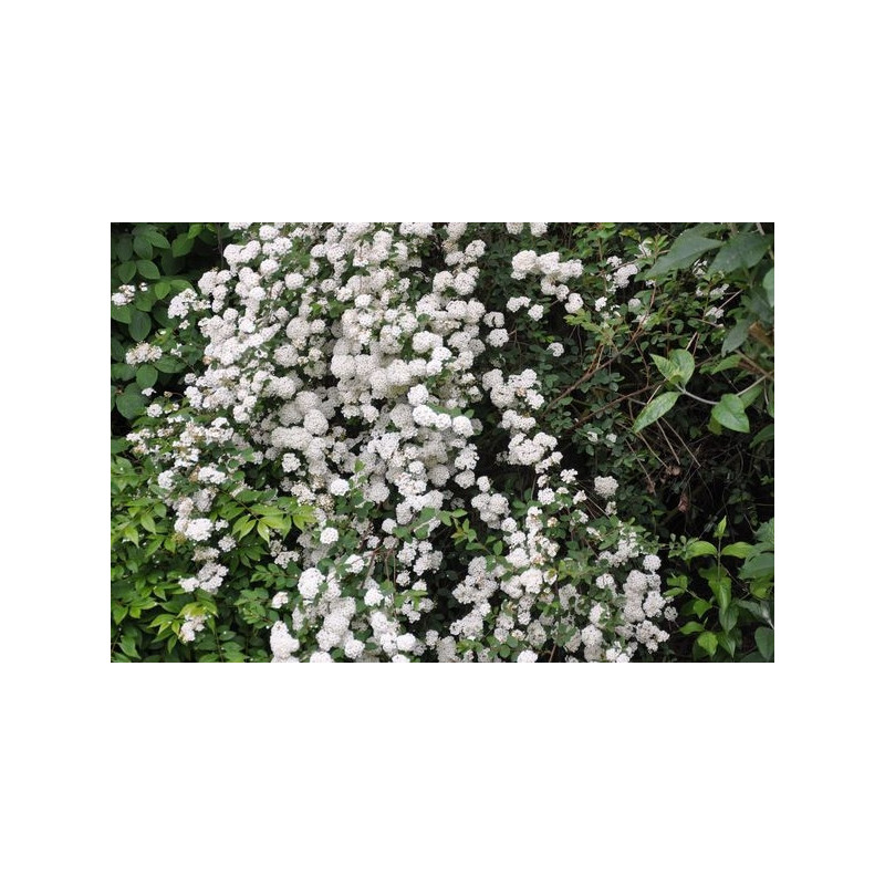 Spiraea  vanhouttei