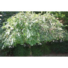  Frêne pleureur -  fraxinus excelsior pendula