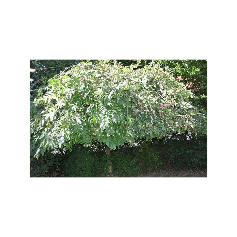  Frêne pleureur -  fraxinus excelsior pendula