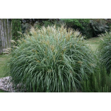 Miscanthus sinensis " variegatus "  