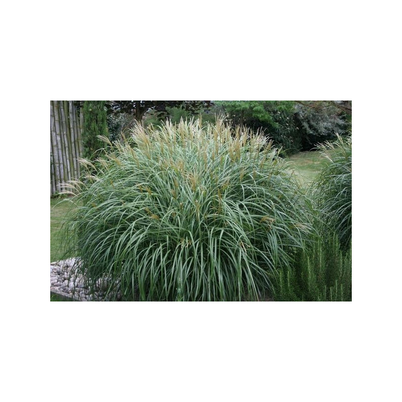 Miscanthus sinensis " variegatus "  