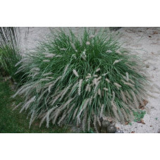 Pennisetum orientalis 