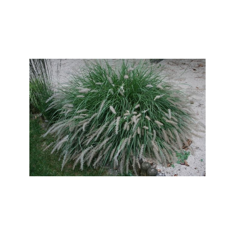 Pennisetum orientalis 