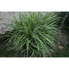 Carex ornithopoda variegata