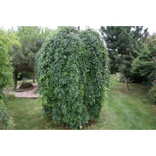 Sophora japonica pendula