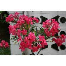 Laurier rose - nerium oleander