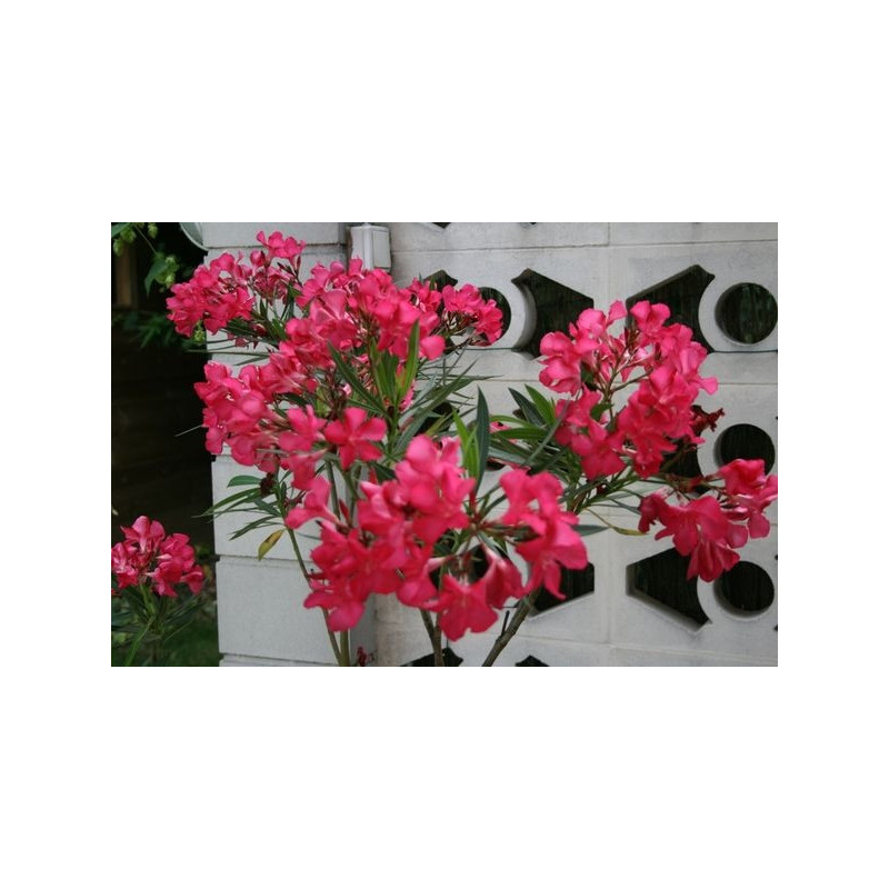 Laurier rose - nerium oleander Laurier rose - nerium oleander