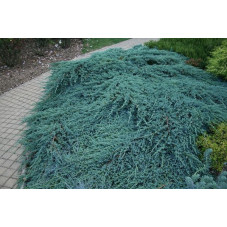 juniperus squamata blue carpet