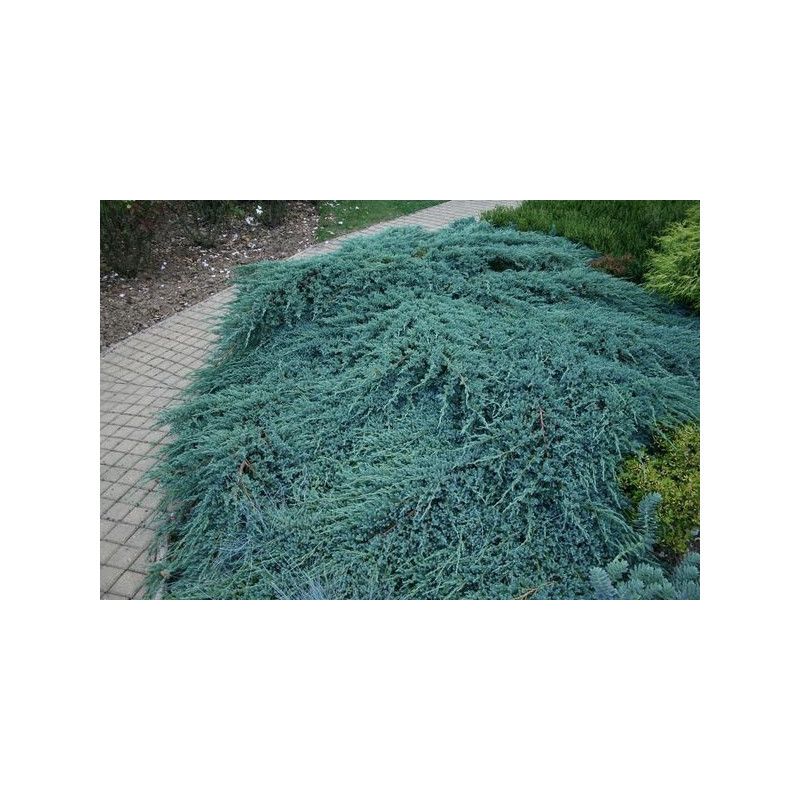 juniperus squamata blue carpet