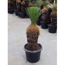 Xanthorrhoea glauca tige 120 cm