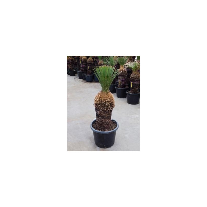 Xanthorrhoea glauca tige 120 cm Xanthorrhoea glauca tige 120 cm