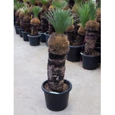 Xanthorrhoea glauca tige 130 cm