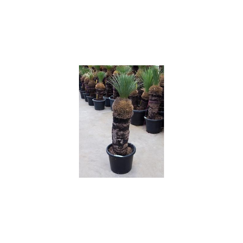 Xanthorrhoea glauca tige 130 cm Xanthorrhoea glauca tige 130 cm