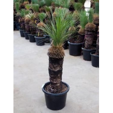 Xanthorrhoea glauca tige 140 cm