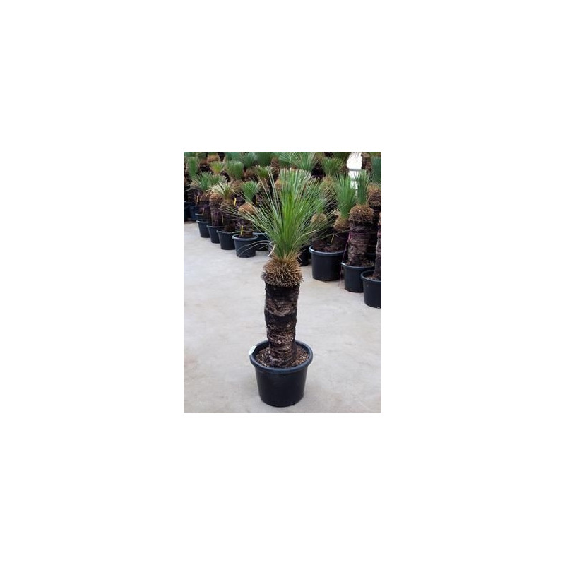 Xanthorrhoea glauca tige 140 cm Xanthorrhoea glauca tige 140 cm