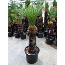 Xanthorrhoea glauca tige 160 cm