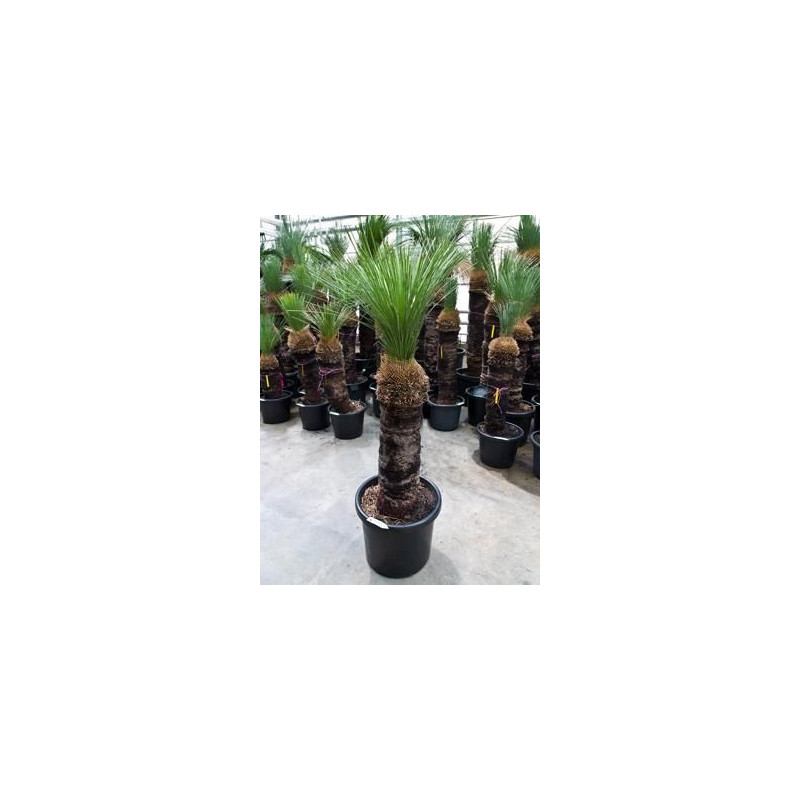 Xanthorrhoea glauca tige 160 cm Xanthorrhoea glauca tige 160 cm