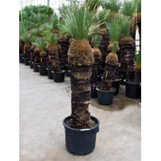 Xanthorrhoea glauca tige 190 cm