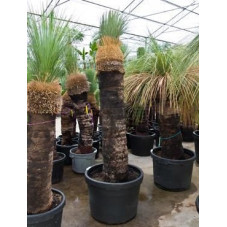 Xanthorrhoea glauca tige 240 cm