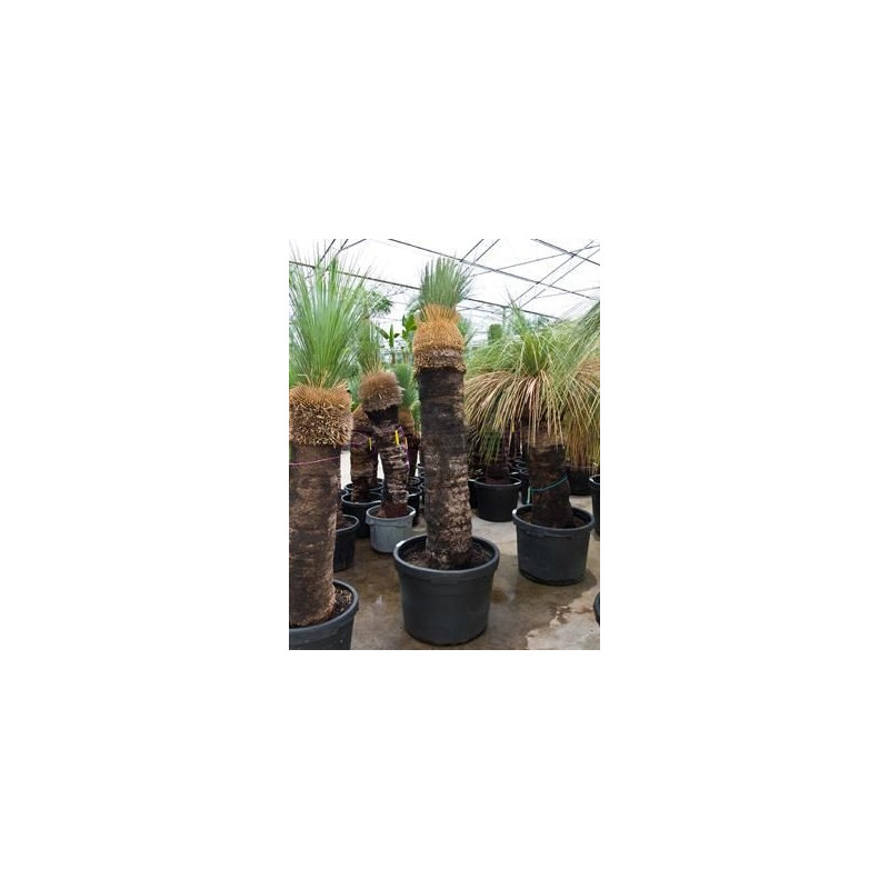 Xanthorrhoea glauca tige 240 cm Xanthorrhoea glauca tige 240 cm