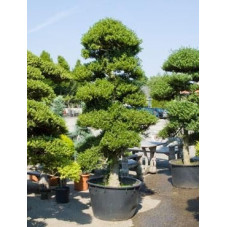 ilex crenata bonsaï - 280 cm